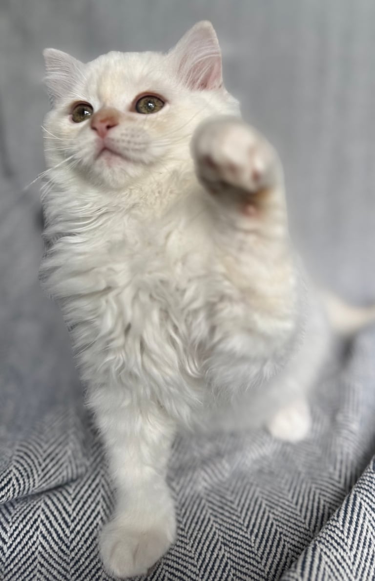 White fluffy cat with brown eyes sitting on a gray textured blanket, looking directly at camera