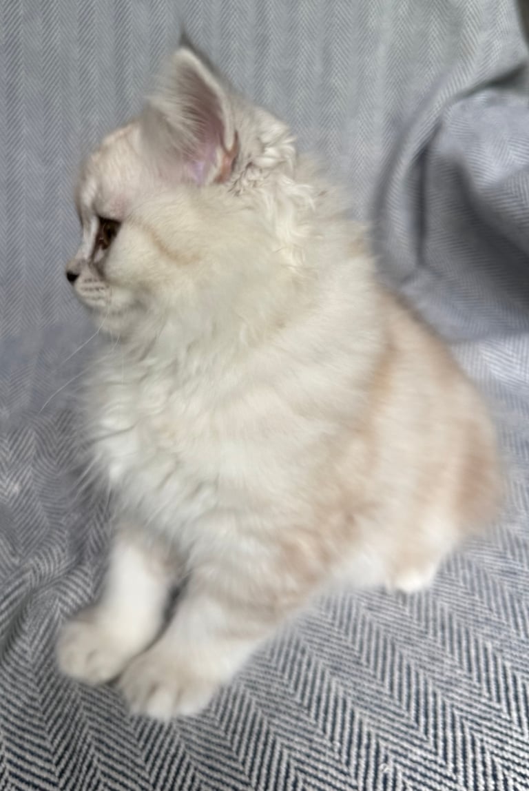 White fluffy kitten sitting on gray textured fabric, looking to the side with pink inner ears visible