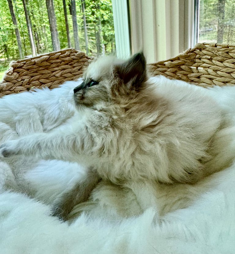 Fluffy long-haired cat lying on a white cushioned platform with wicker armrests, near a window overlooking green trees