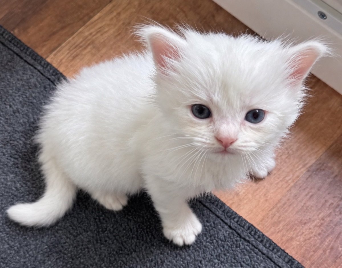 White fluffy kitten with blue eyes sitting on a gray and brown mat, looking at camera