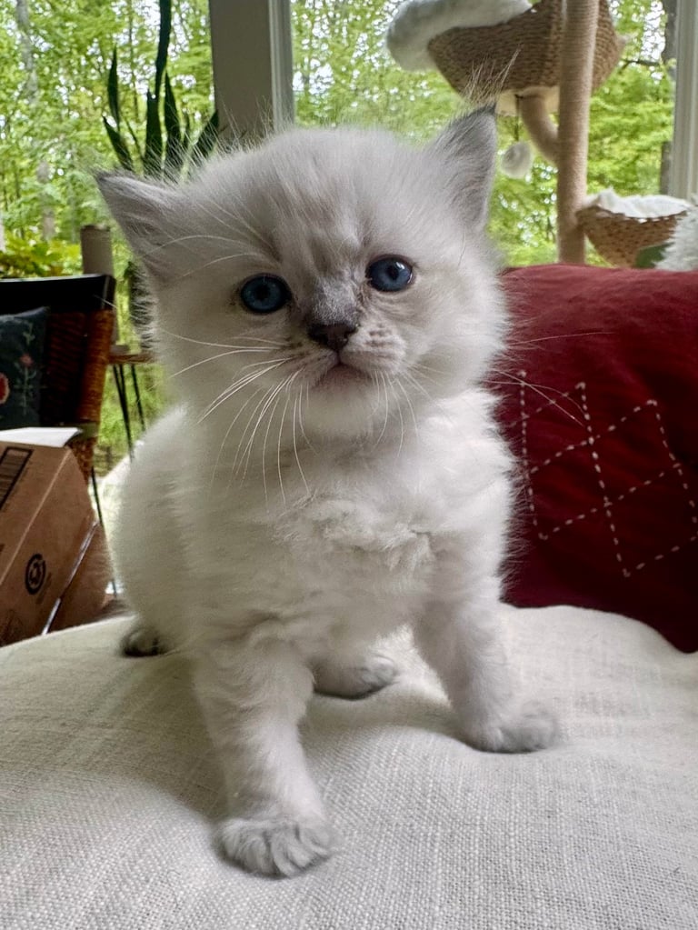 White fluffy kitten with blue eyes sitting on a cushion indoors near a window