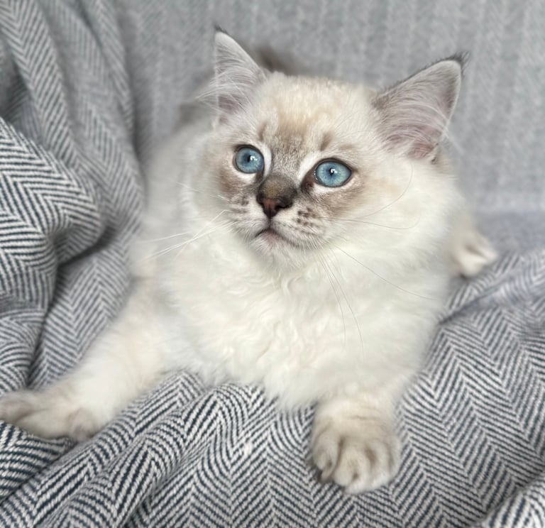 Fluffy white kitten with blue eyes lying on a gray herringbone blanket