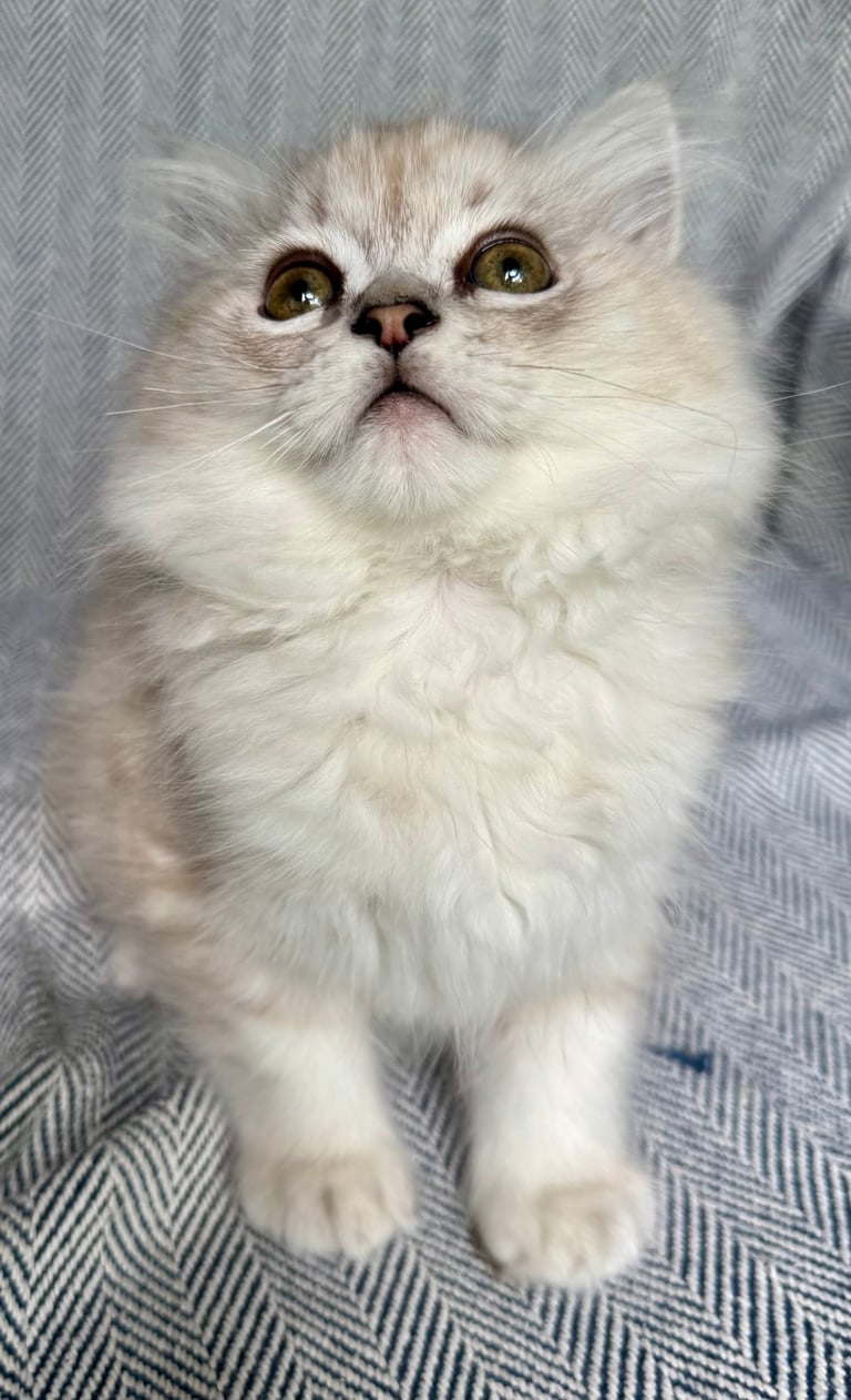 White fluffy cat with large golden eyes looking up at camera on gray textured blanket