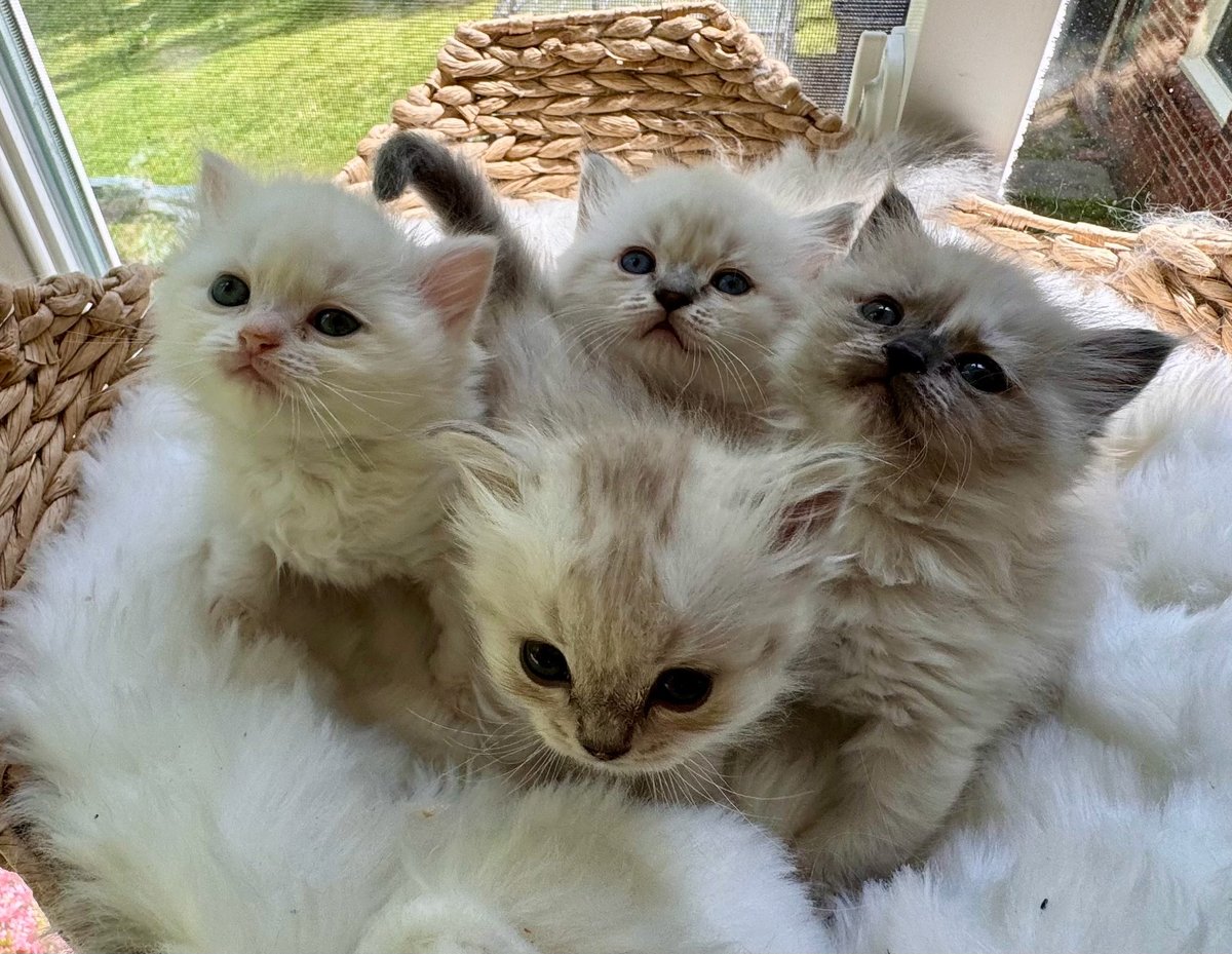 Five fluffy white and tan kittens sitting together indoors near woven baskets and a window with green grass visible outside