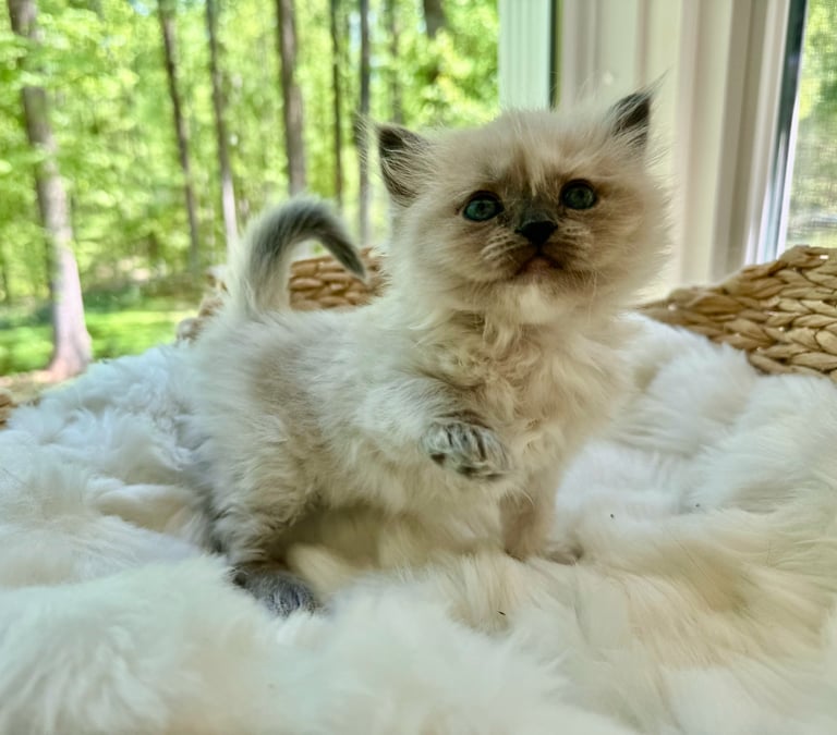 Fluffy cream and brown Himalayan cat with dark face markings sitting on white bedding by a window with green forest view