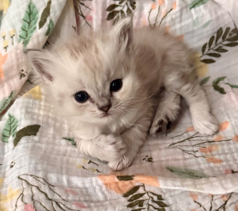 Fluffy gray and white kitten sitting on a botanical patterned blanket, looking at camera