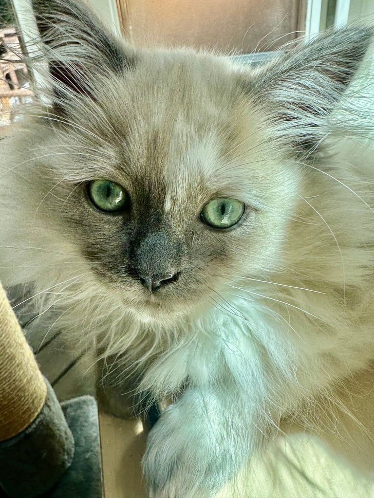 Close-up of a fluffy long-haired cat with green eyes and dark facial markings, looking directly at the camera