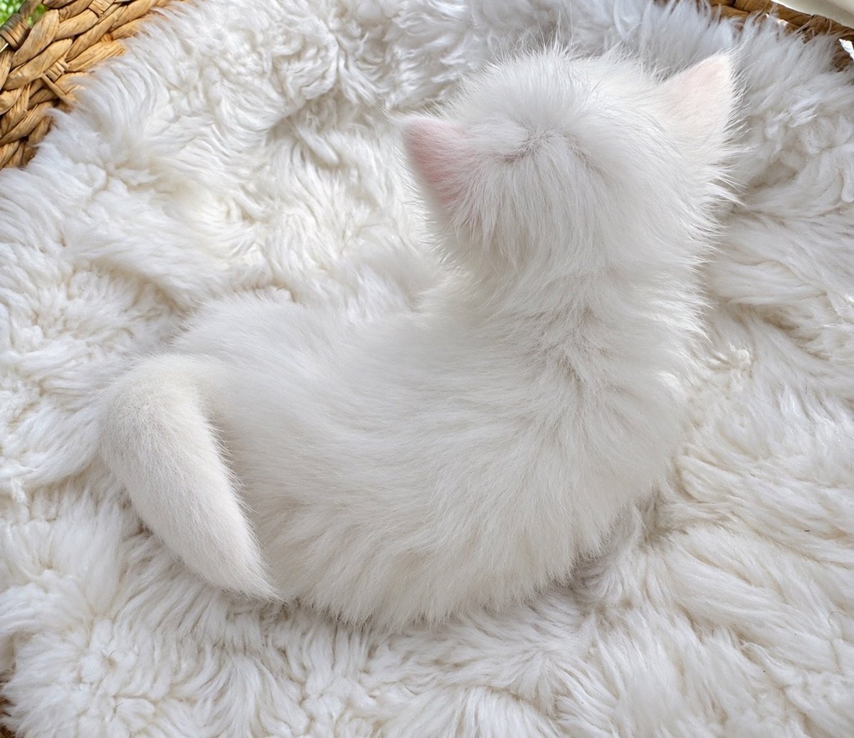 White fluffy cat lying on a plush white textured rug, viewed from above