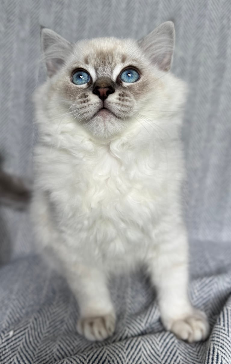 White fluffy cat with striking blue eyes looking directly at camera, sitting on gray textured surface