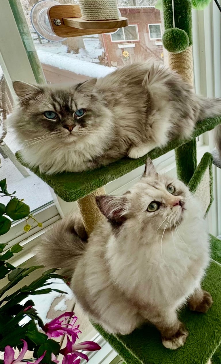 Two fluffy long-haired cats on a cat tree by a window with pink flowers