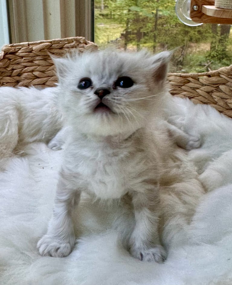 Fluffy white kitten with blue eyes sitting on a windowsill surrounded by woven baskets, looking at camera