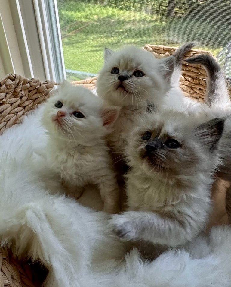 Three fluffy white kittens sitting by a windowsill with a green garden visible outside