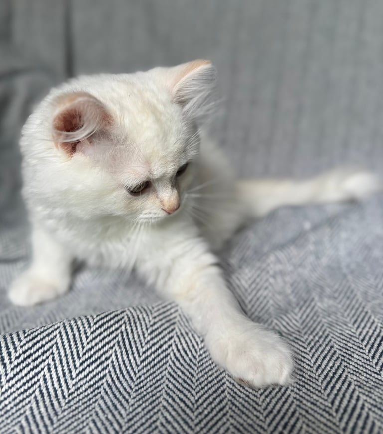 A fluffy white kitten with pink ears sitting on a gray herringbone patterned fabric, looking downward