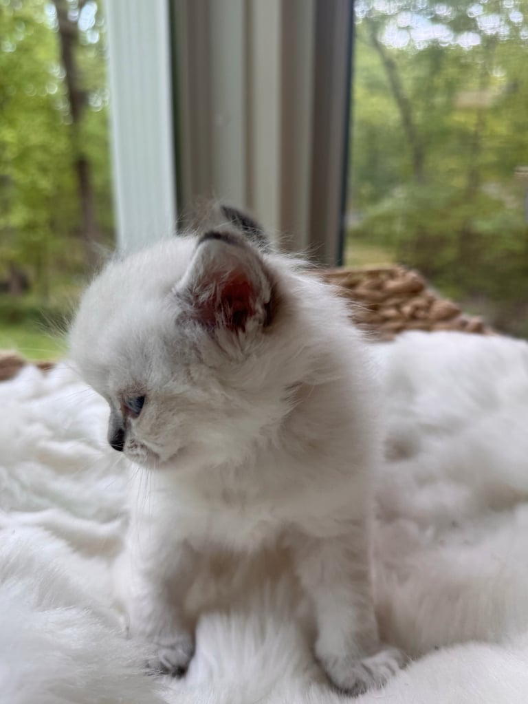 White fluffy kitten sitting by a window with a view of green trees outdoors