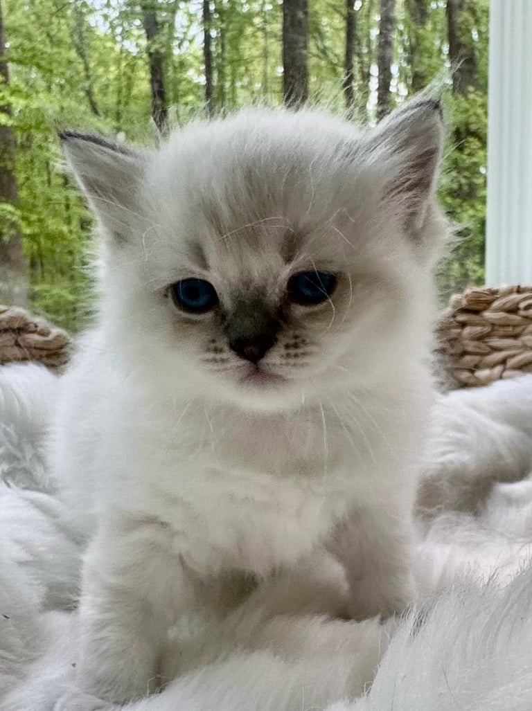 White fluffy kitten with blue eyes sitting outdoors near rope with green forest in background
