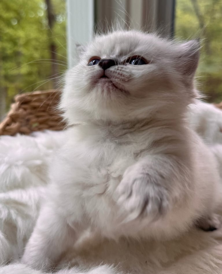 Fluffy white long-haired cat with dark eyes and nose looking upward by a window