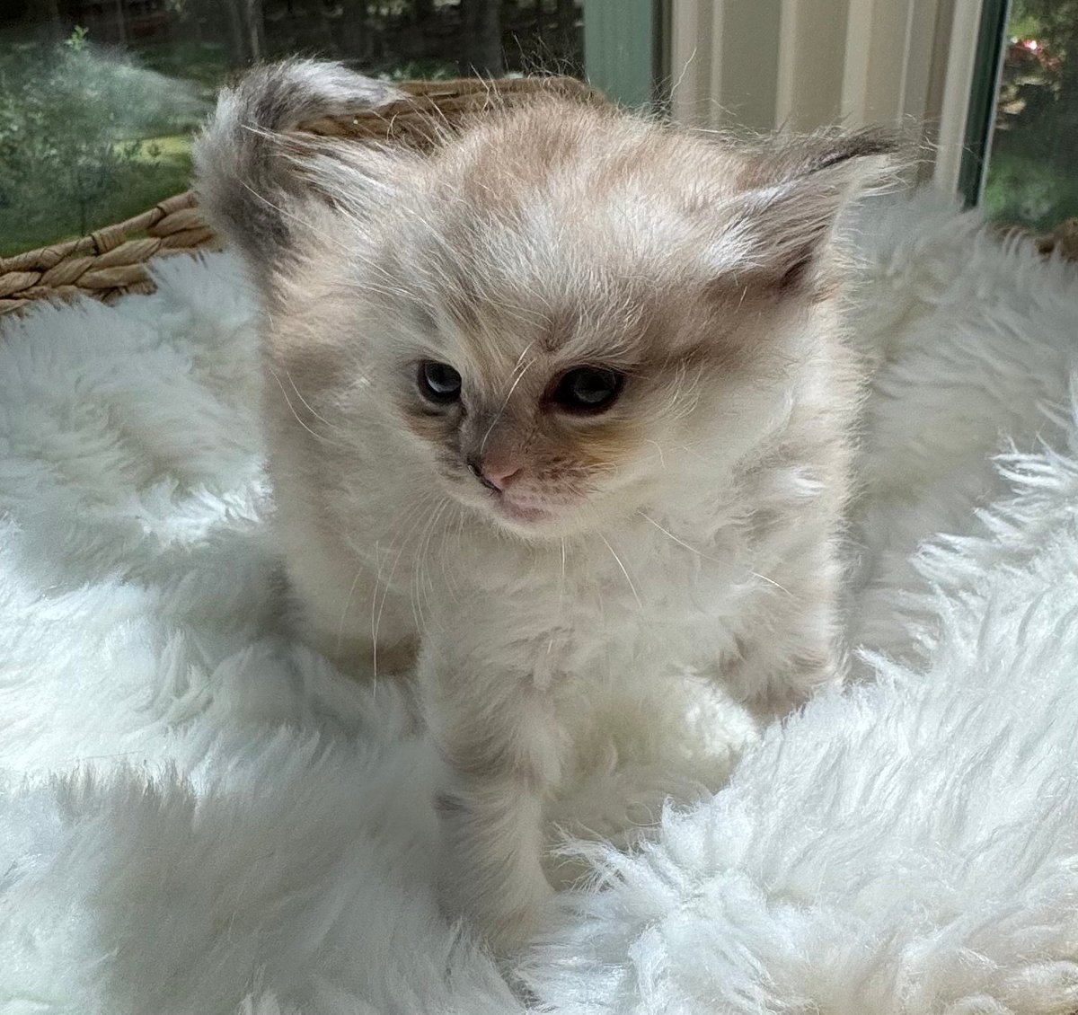 White fluffy kitten sitting on a white furry blanket near a window, looking at the camera