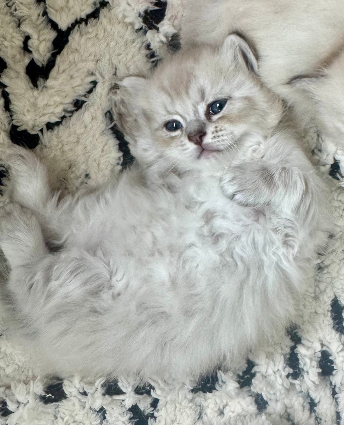 A fluffy white kitten with blue eyes lying on a white and black patterned blanket, looking at the camera
