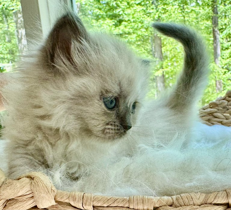 Fluffy light-colored kitten with blue eyes resting on woven surface outdoors with green foliage background