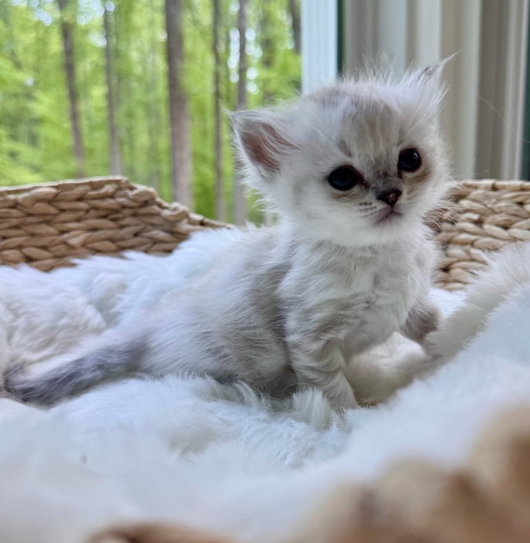 Fluffy white kitten with large dark eyes lying on white bedding with woven headboard, forest visible through window