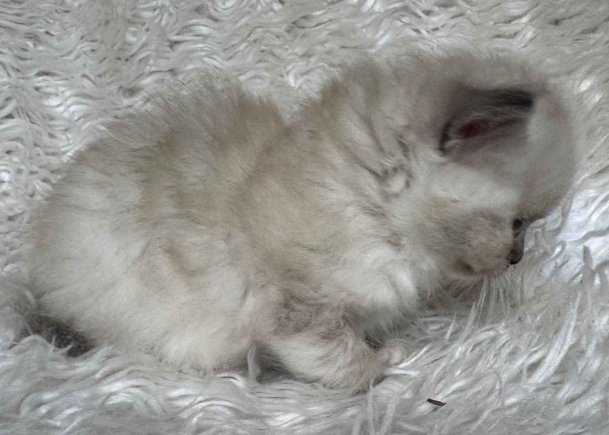 White fluffy kitten sleeping on a white textured blanket or carpet