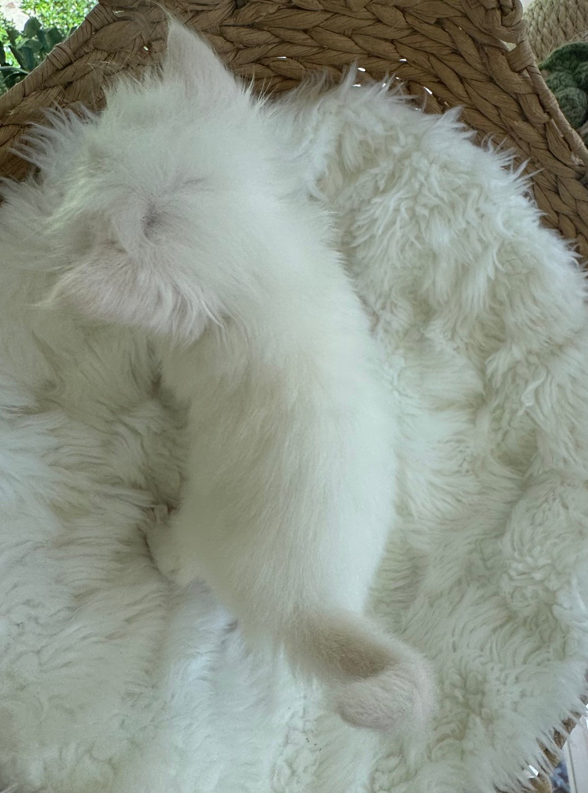 White fluffy dog sleeping on a woven brown blanket or cushion