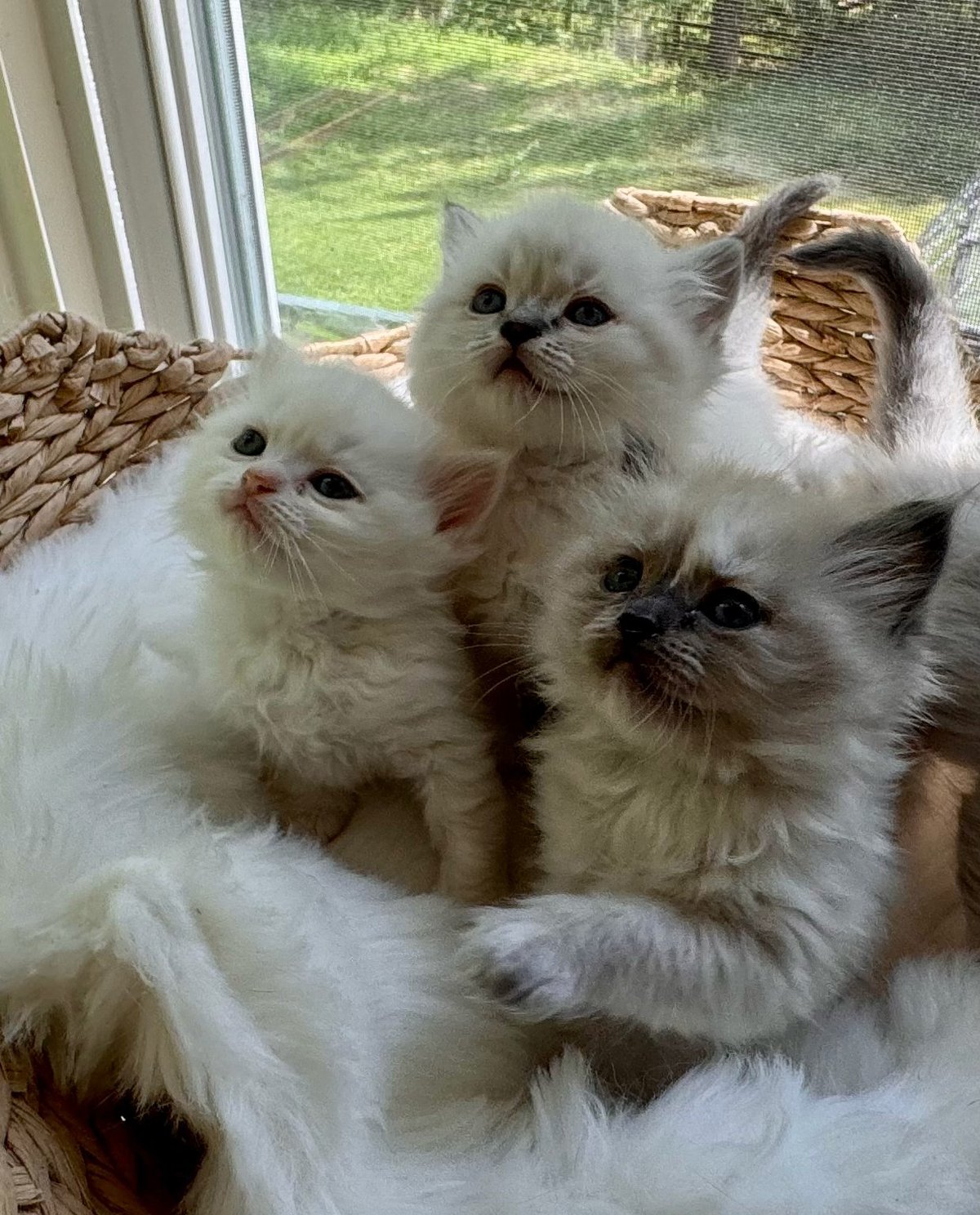 Three fluffy white kittens sitting by a sunny window with a view of green outdoor scenery
