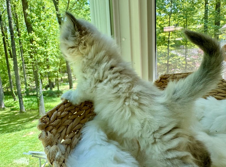 Fluffy white and brown cat lying on its back near a window with a forest view behind it