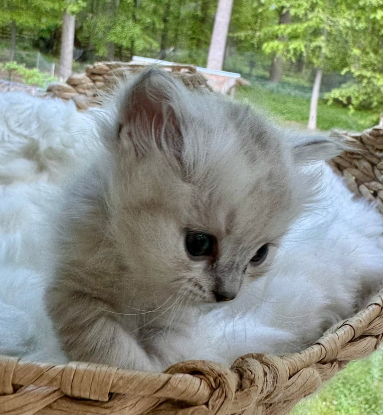 Fluffy white cat resting on a wooden branch with green foliage in the background