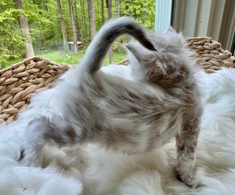 Fluffy white and gray dog scratching its head with one paw on a rural porch with straw and forest background