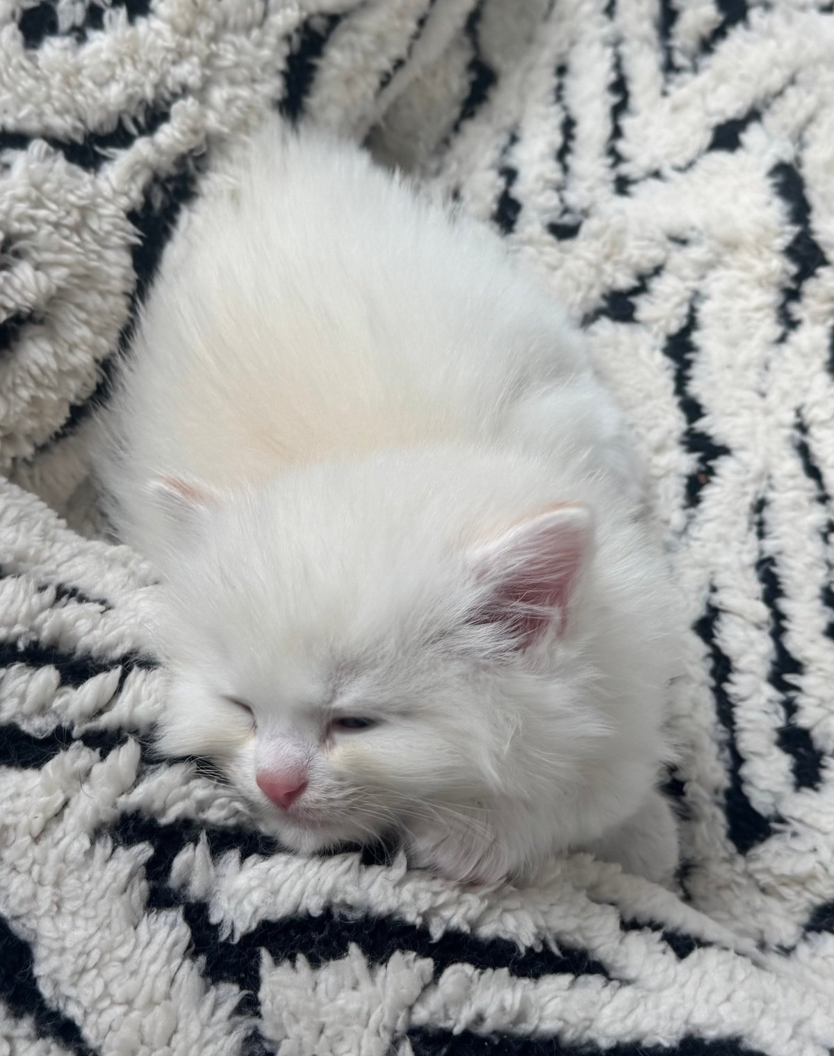 White fluffy kitten sleeping peacefully on a gray and black striped blanket