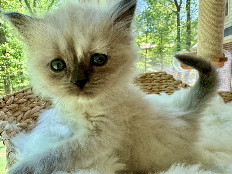 Fluffy white kitten with dark points and blue eyes lying on a textured surface near a window, one paw raised