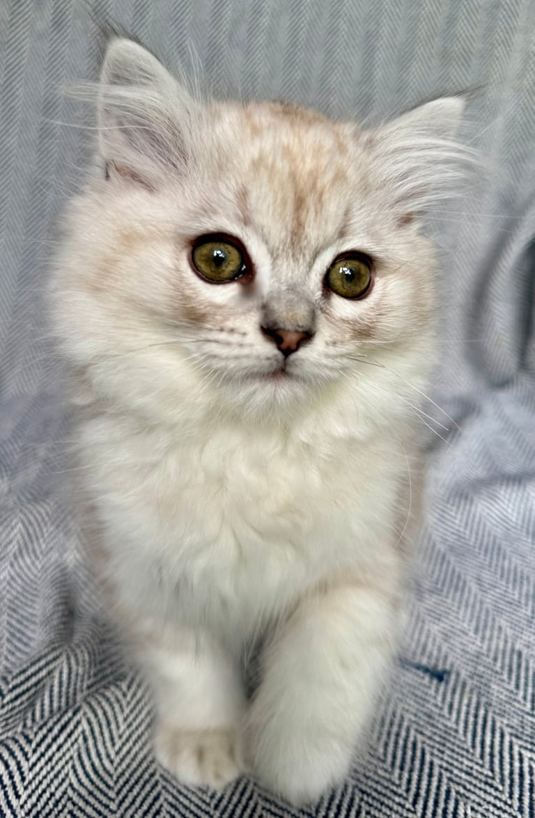 A fluffy white kitten with green eyes sitting on a gray textured fabric background, looking directly at the camera