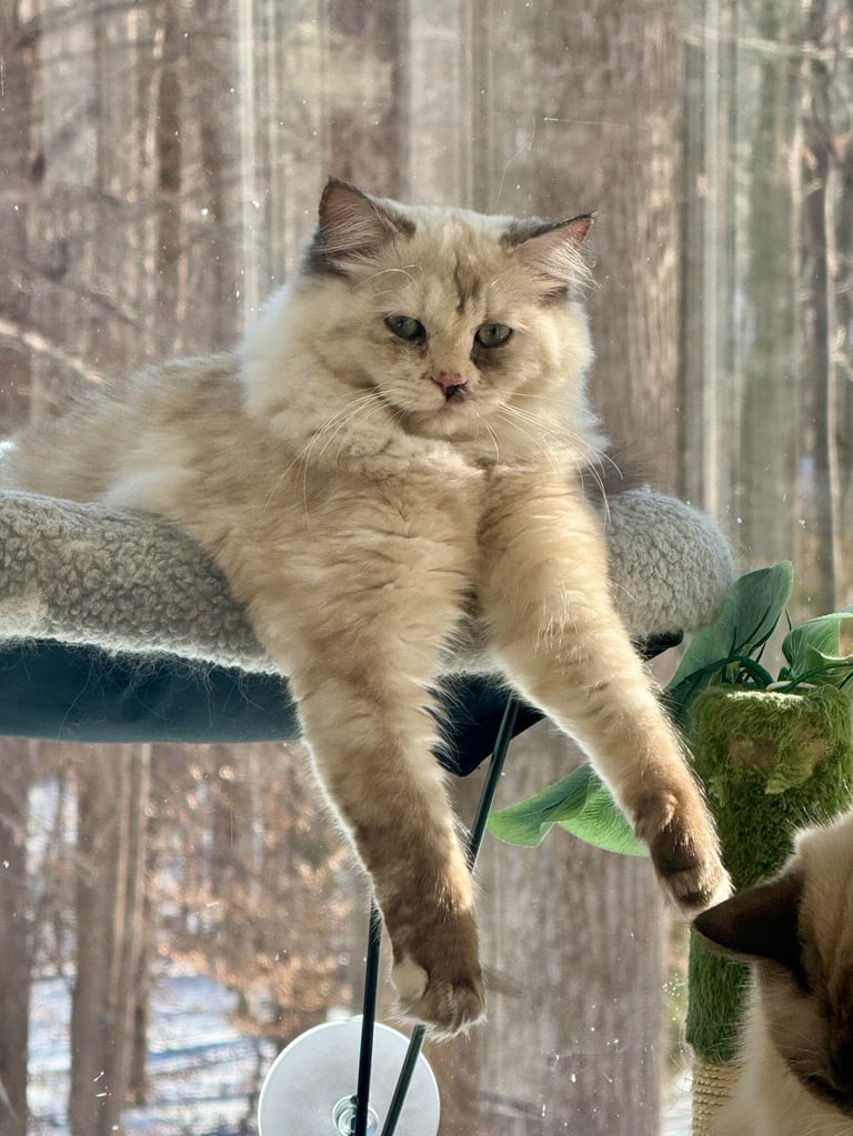 Fluffy cream and brown pointed cat lounging on a window perch