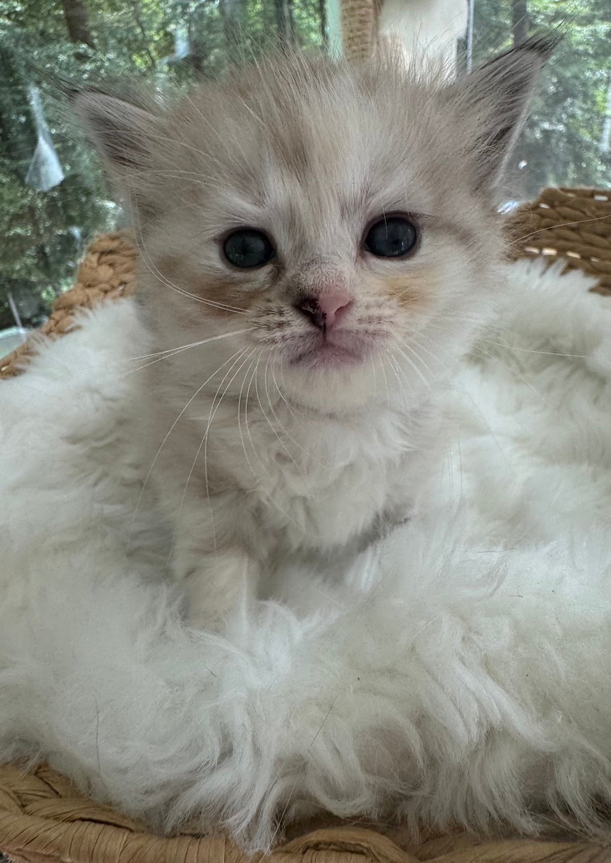 Close-up of a white fluffy cat with blue eyes and pointed ears looking directly at the camera indoors