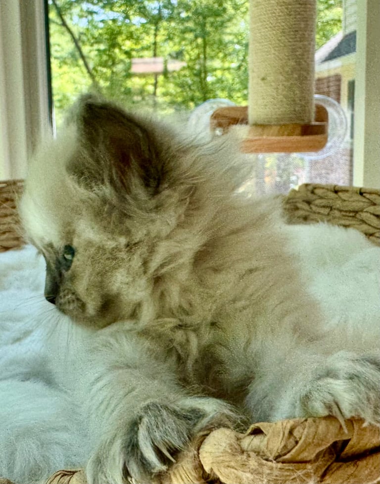Long-haired fluffy cat resting on a cat tree near a sunny window with outdoor greenery visible