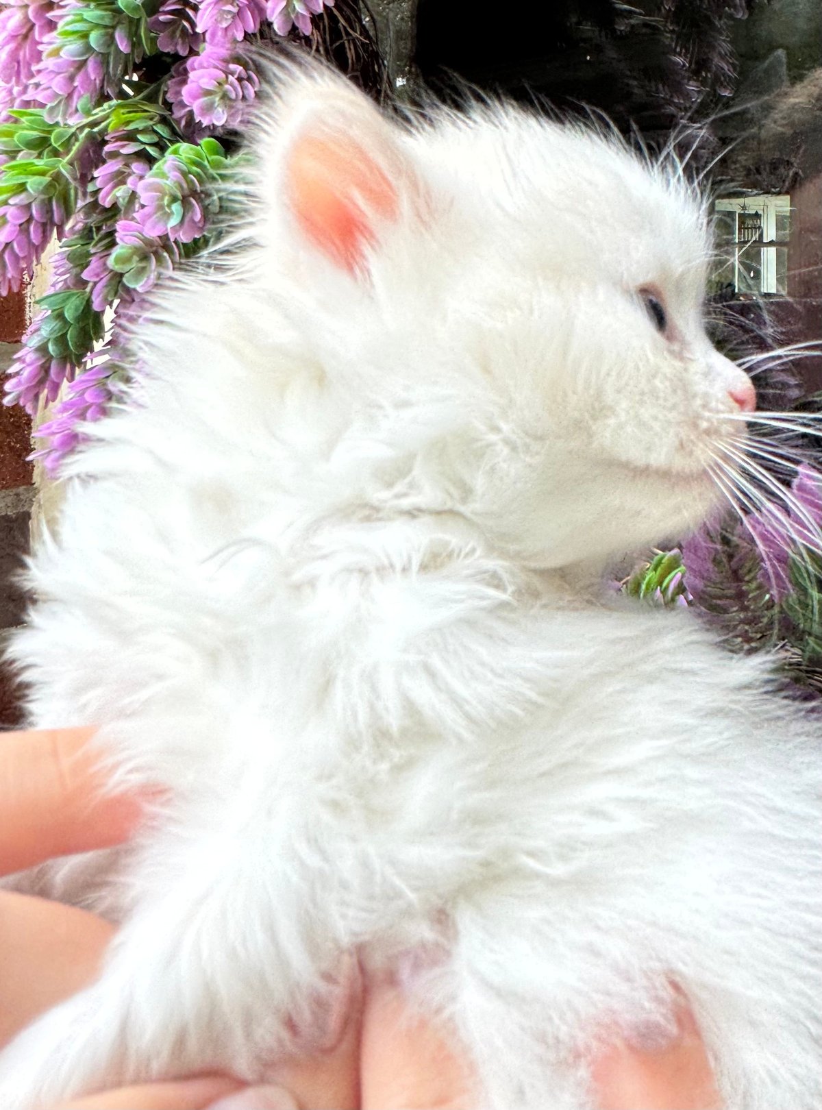 Fluffy white kitten being held in hands with purple flowers in the background