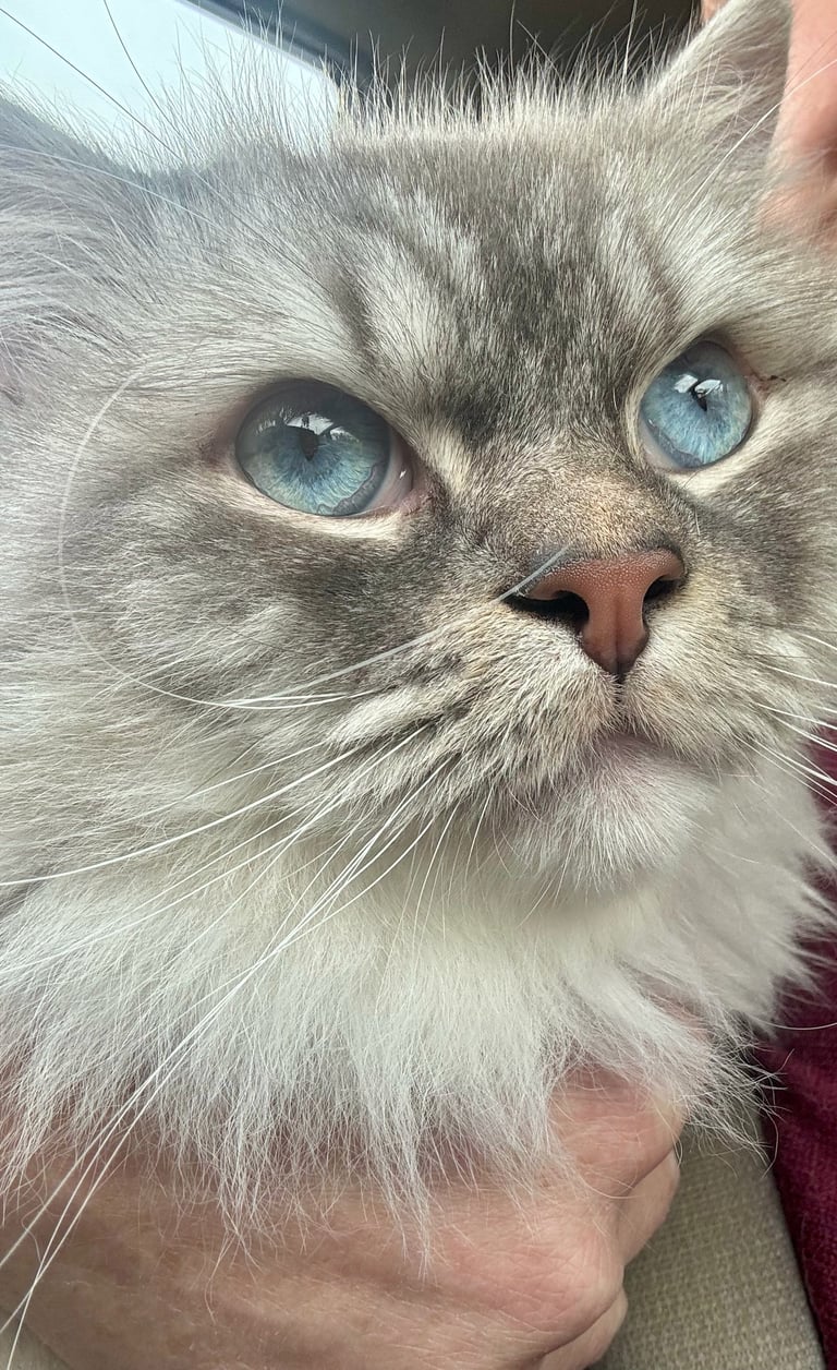 Close-up of a fluffy gray cat with striking blue eyes being held by a person