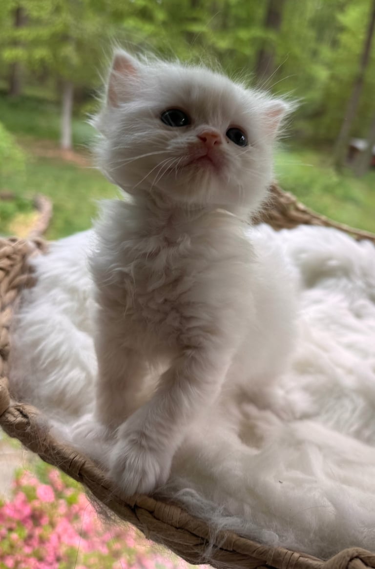 Fluffy white kitten with dark eyes sitting on a wooden log in a garden with green trees and pink flowers in the background