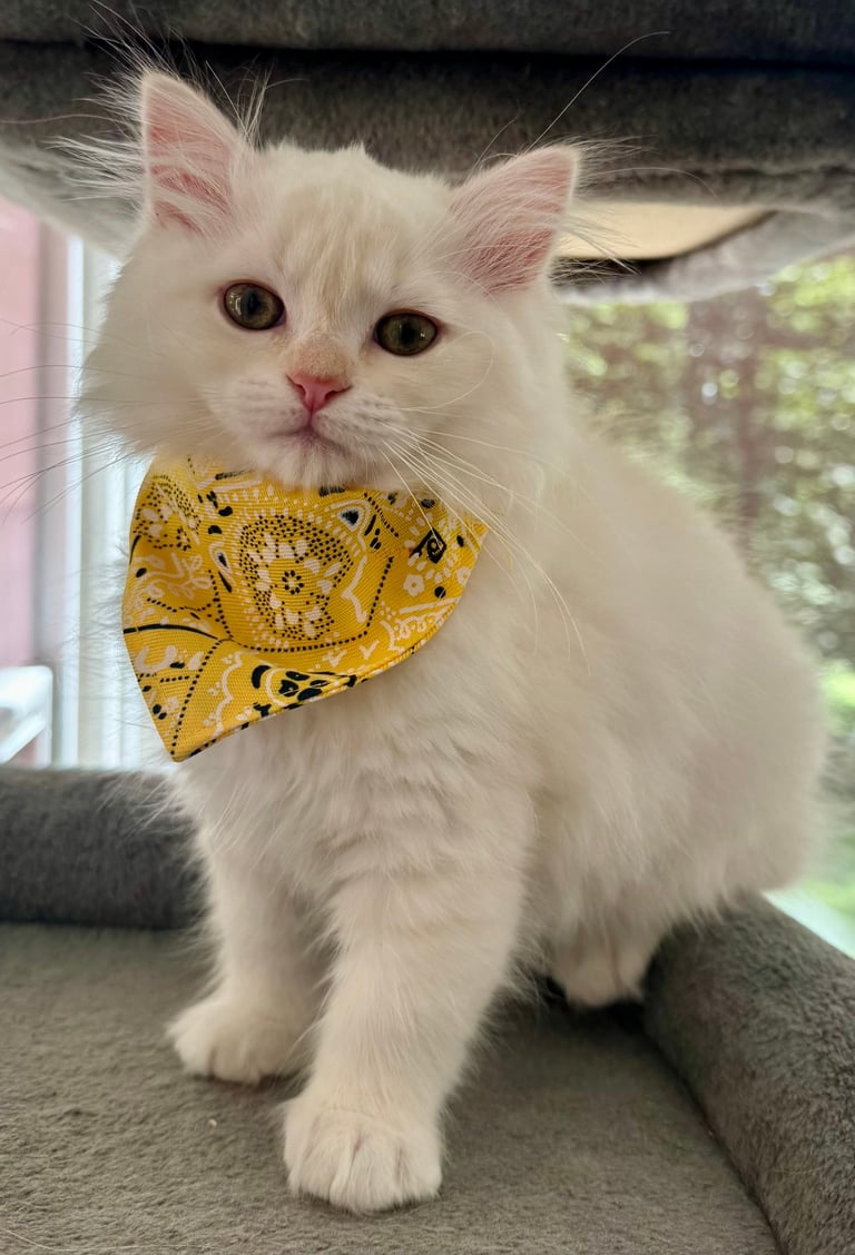 White fluffy cat wearing a yellow patterned bow tie, sitting on a gray cushion indoors