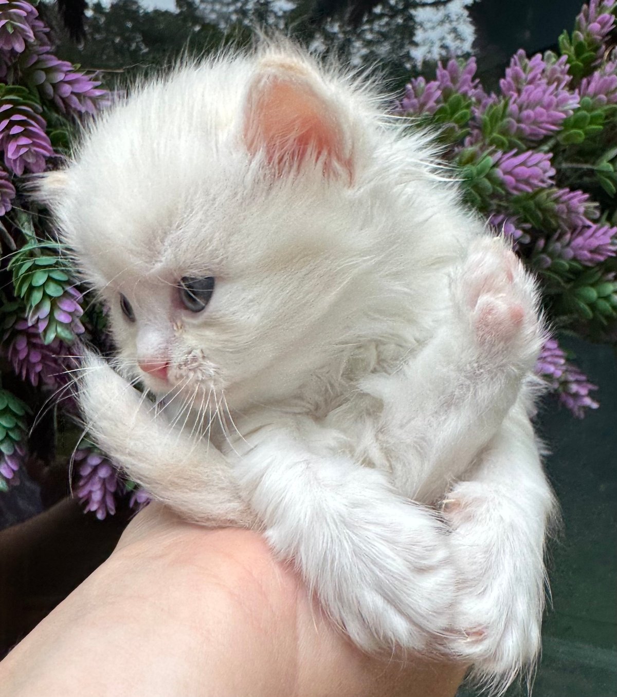 White fluffy kitten with pink ears held in hands, surrounded by purple flowering plants in background