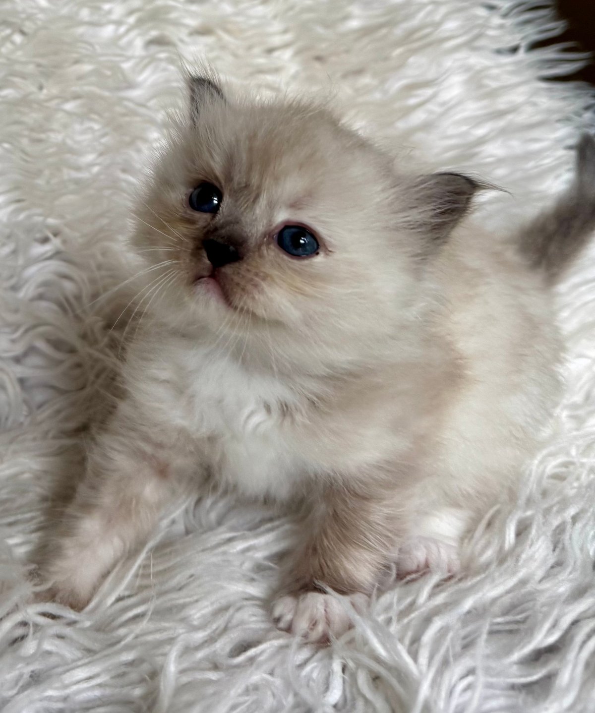 A fluffy white kitten with blue eyes lying on a white furry blanket, looking upward with a sweet expression