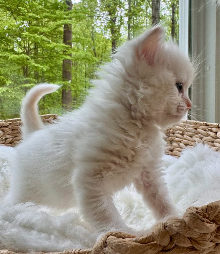 White fluffy kitten standing on woven mat looking out window with forest view in background