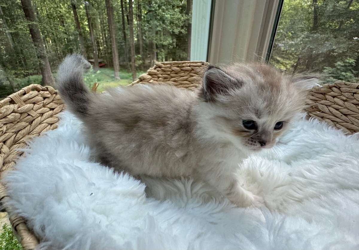 Fluffy gray and white kitten standing on white fur mat in wicker basket with forest background