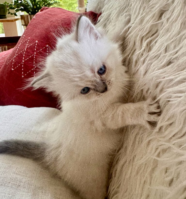 White fluffy cat wearing a red sweater, lounging on a beige couch