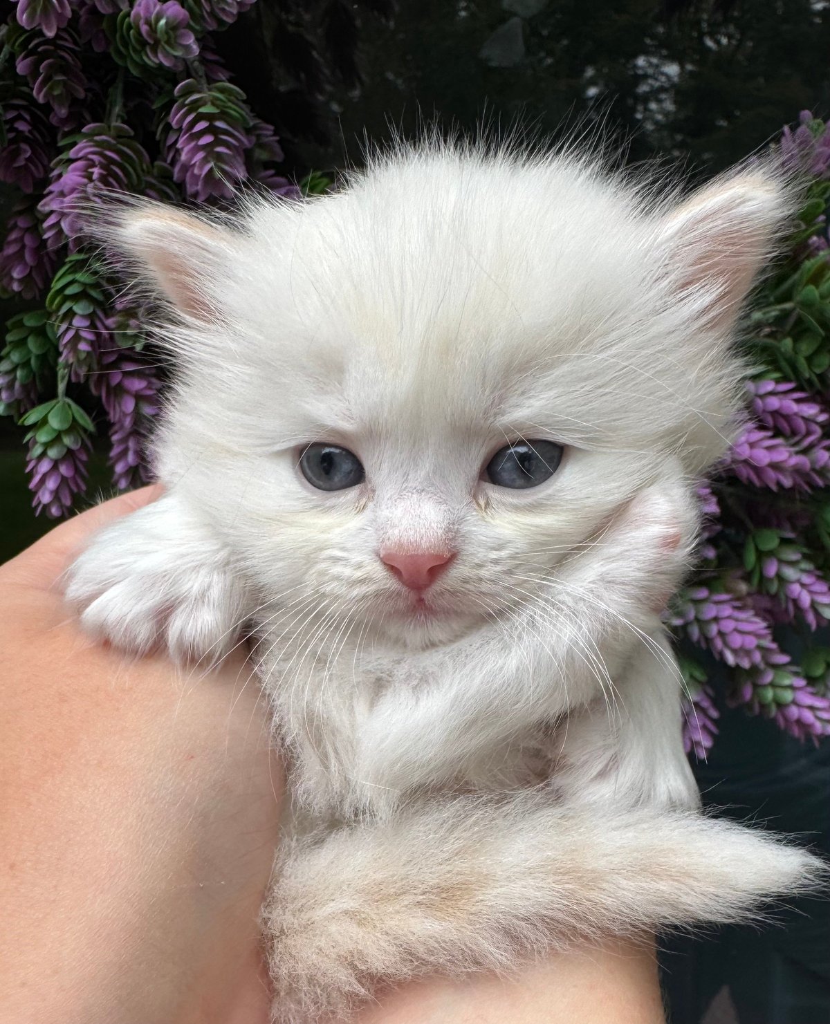 Fluffy white kitten with blue eyes held in someones hands, with purple flowers in the background