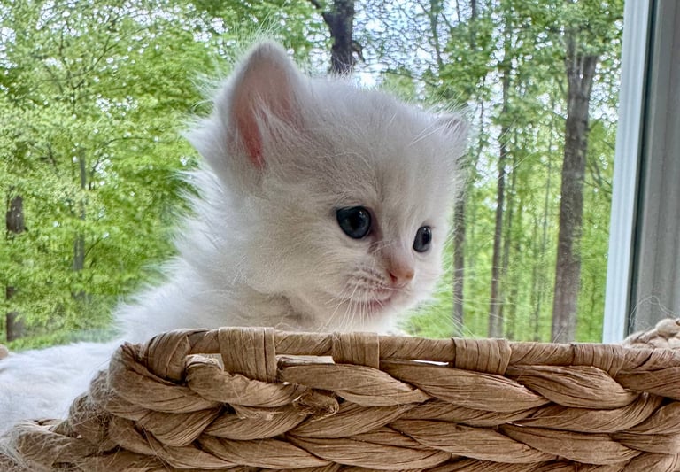 White fluffy kitten looking over a woven basket with trees visible through a window behind it