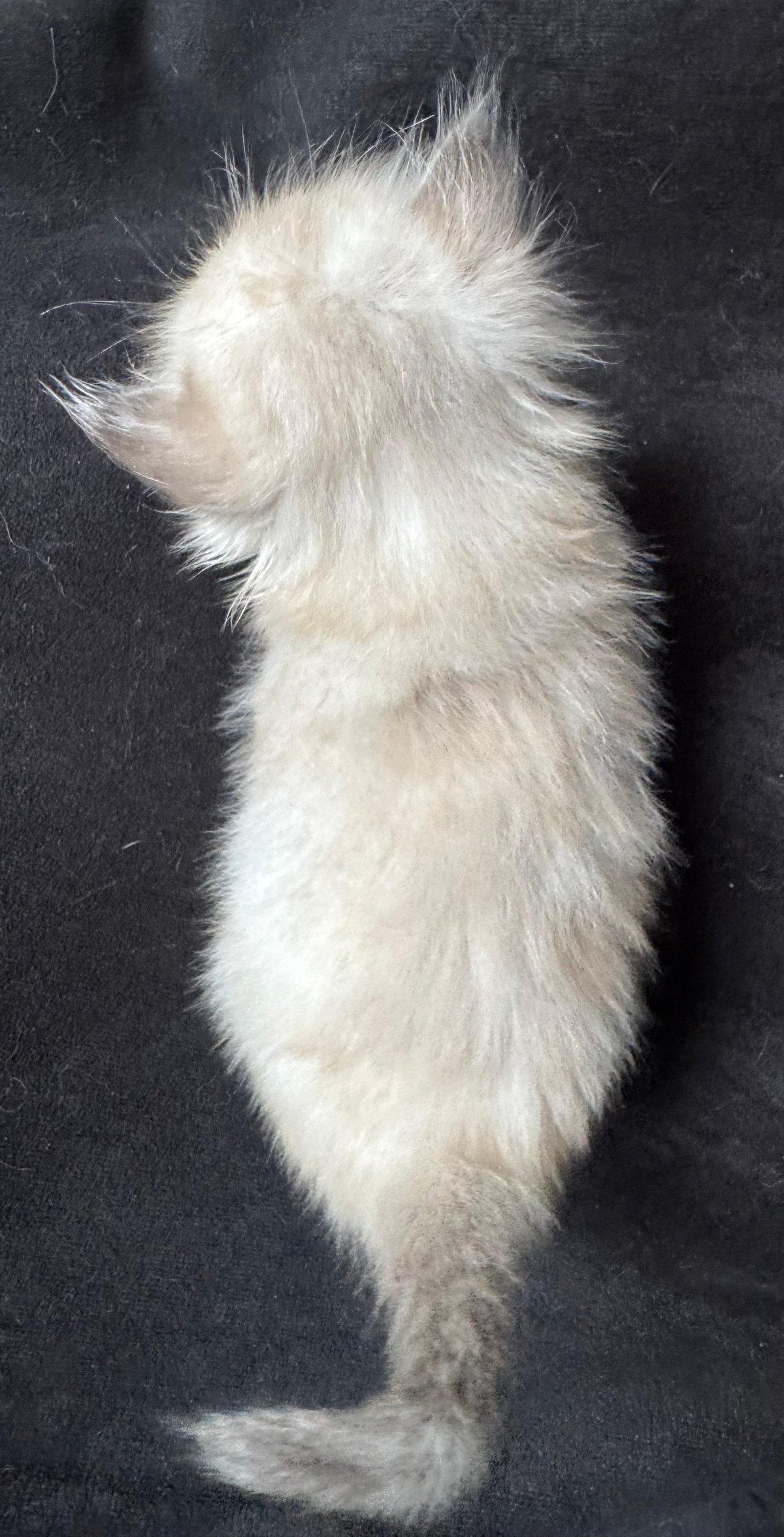 White fluffy cat viewed from above against dark background, with head raised and tail extended