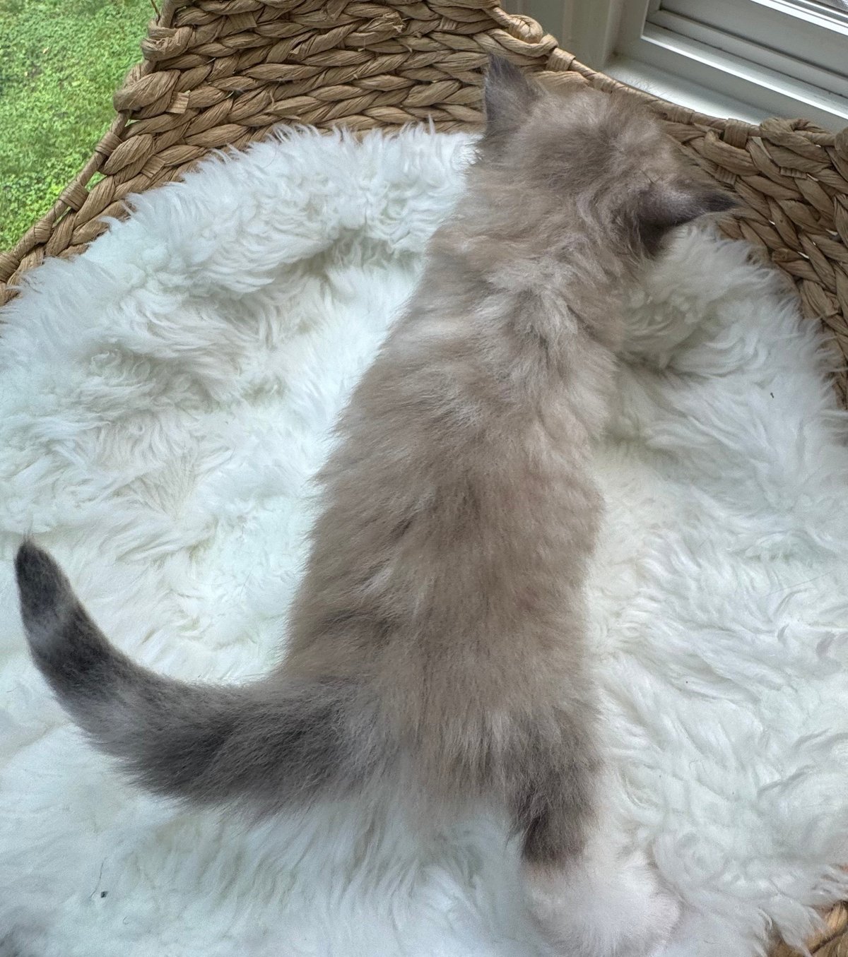 Gray and white fluffy cat lying on a woven brown mat and white cushion, viewed from above