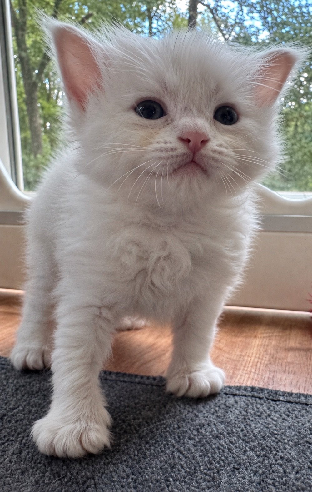 White fluffy kitten with pink nose and dark eyes sitting indoors by a sunny window